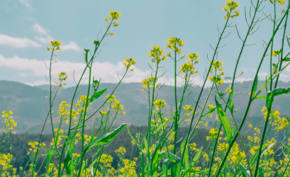 what is nature photography