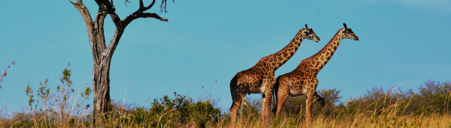 wildlife photography